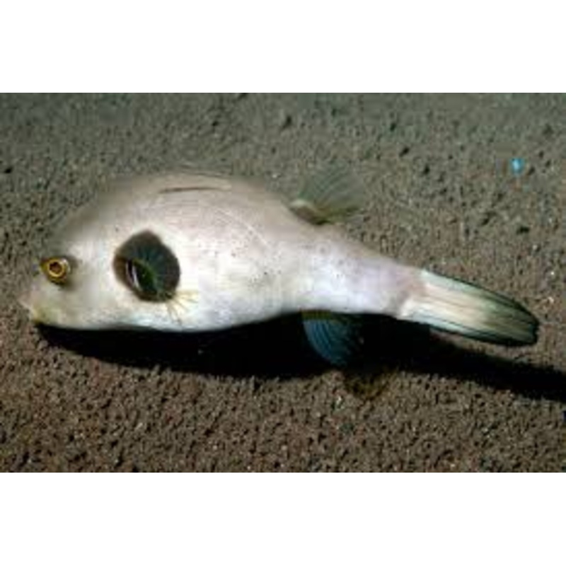 Immaculatus Puffer (Arothron immaculatus)