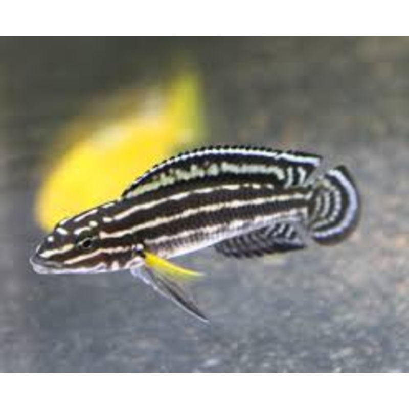 Julidochromis Black Regani "Midnight"