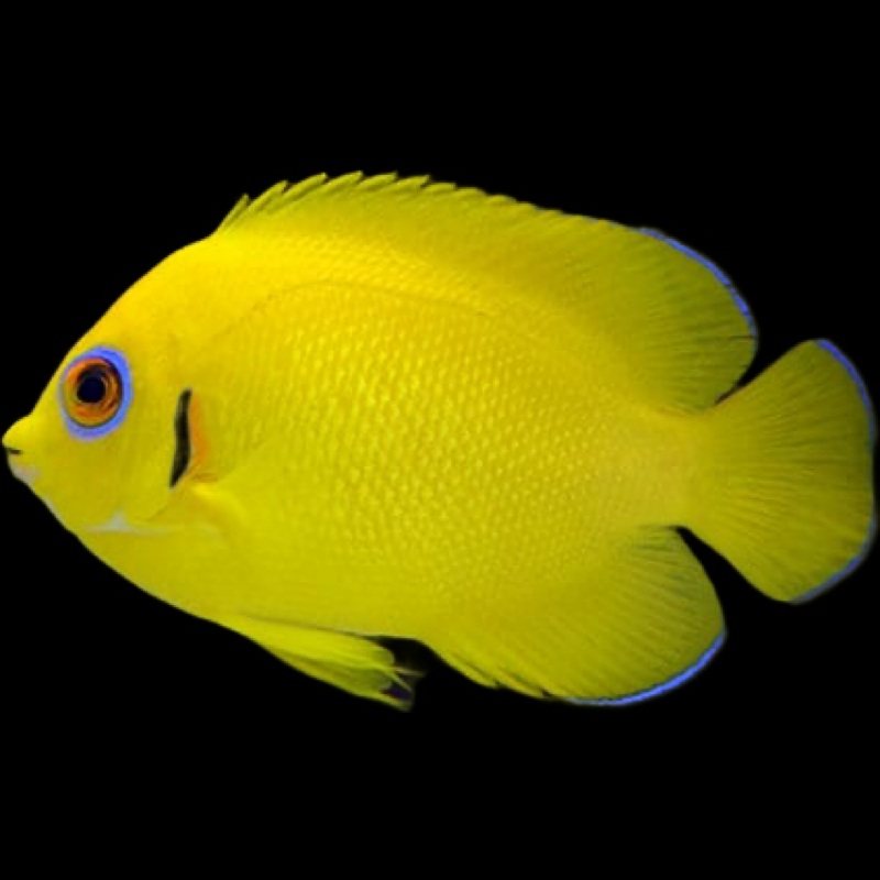 Lemonpeel Angelfish - Centropyge flavissima