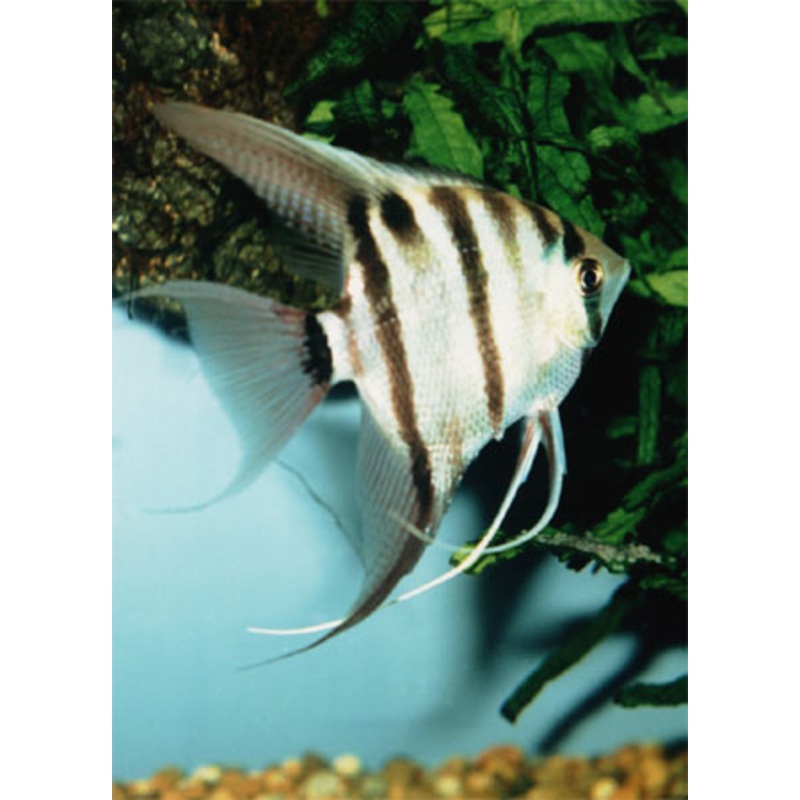 leopoldi/dumerilli - Pterophyllum durmerilli 1.5"