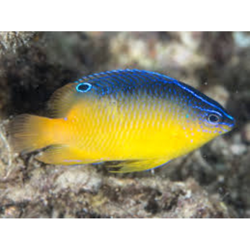 Miller's Damsel - POMACENTRUS MILLERI