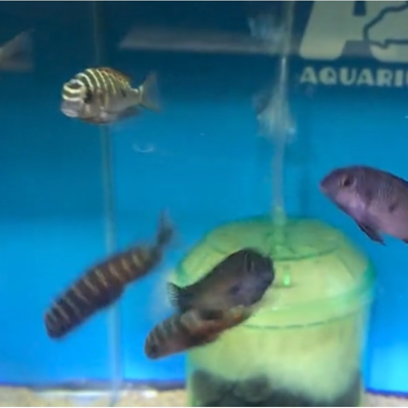 Moliro Red Tropheus