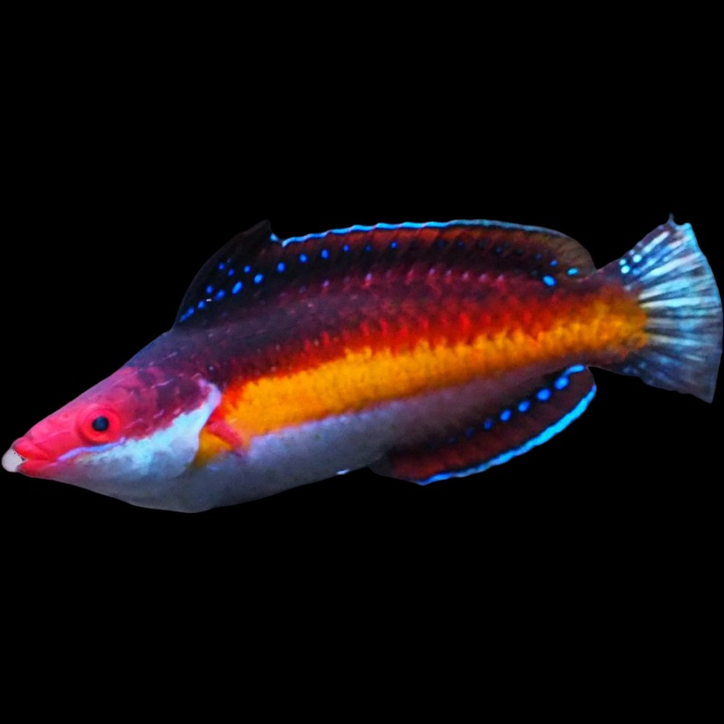 Naokoe Wrasse - Cirrhilabrus Naokoe