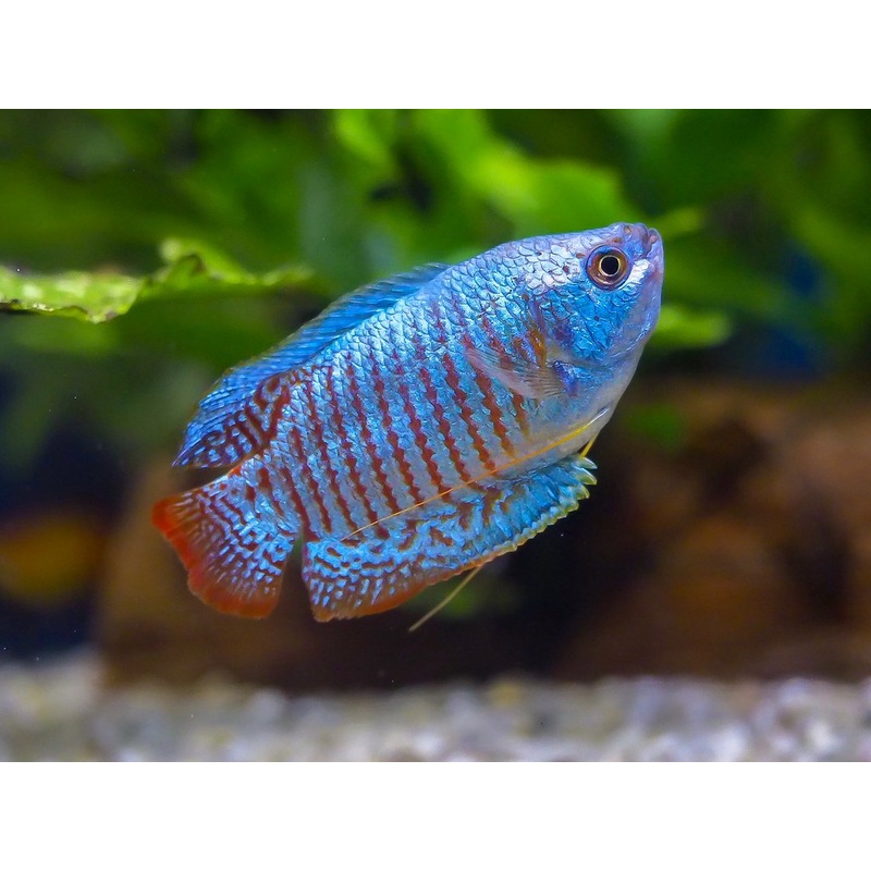 Neon Blue Dwarf Gourami