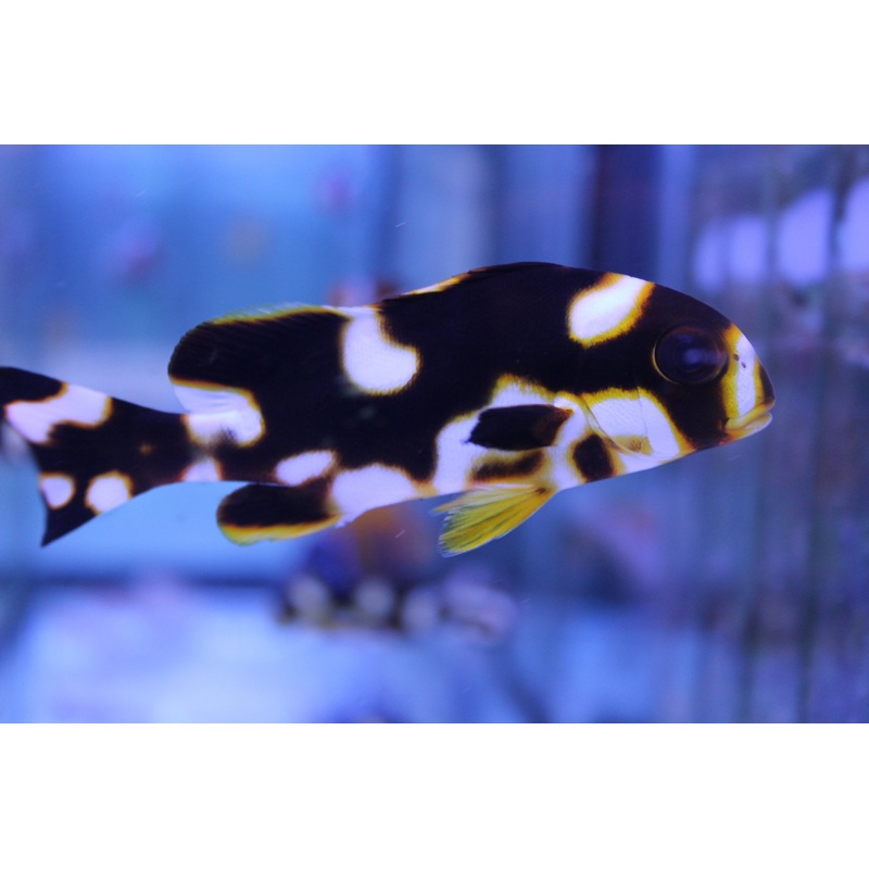 Oriental Sweetlips - Plectorhinchus orientalis