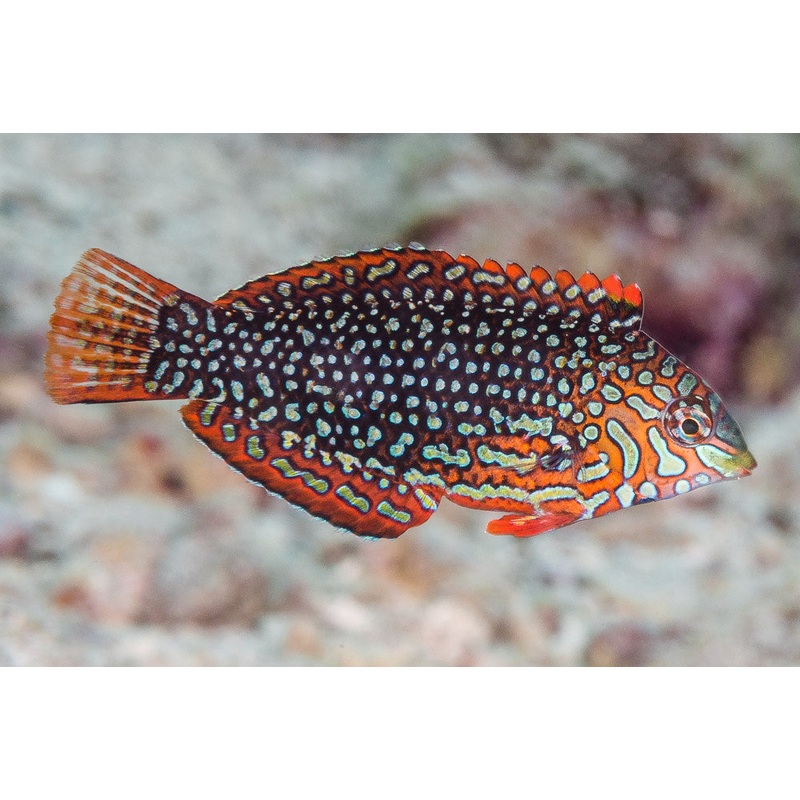 Ornate Leopard Wrasse - MACROHYARYNGODON ORNATUS