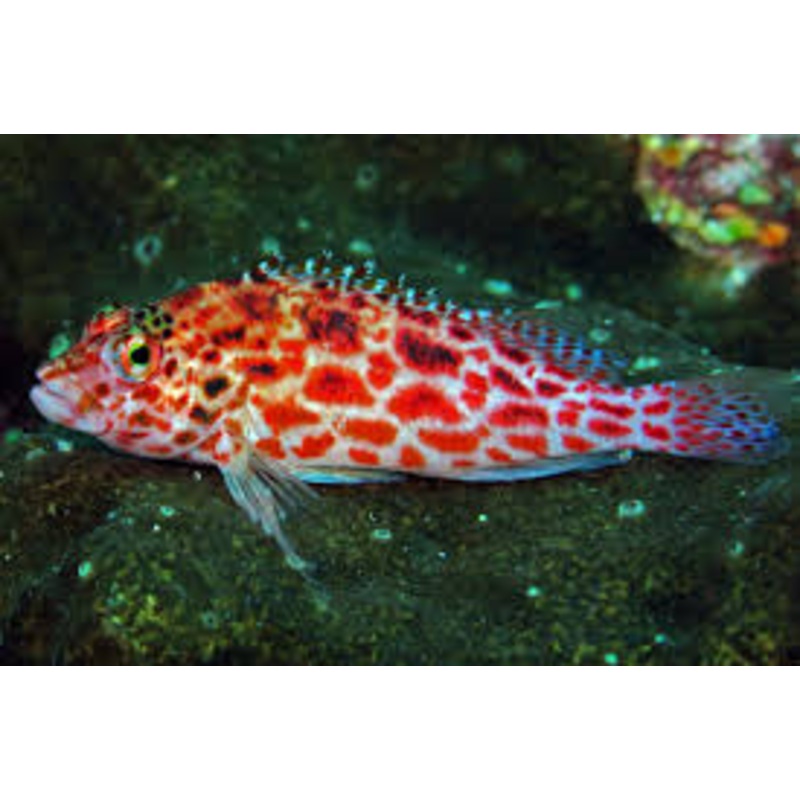 Pixy/Spotted Hawkfish - Cirrhitichthys oxycephalus