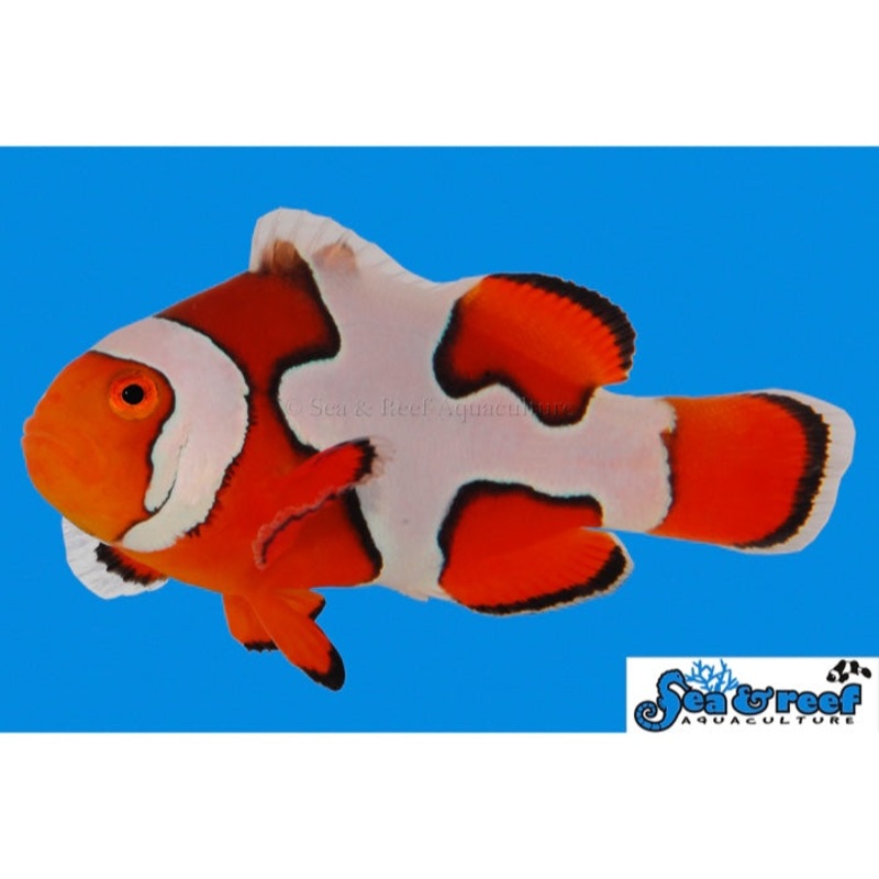 Premium Picasso Clownfish - Captive-Bred - Amphiprion Percula
