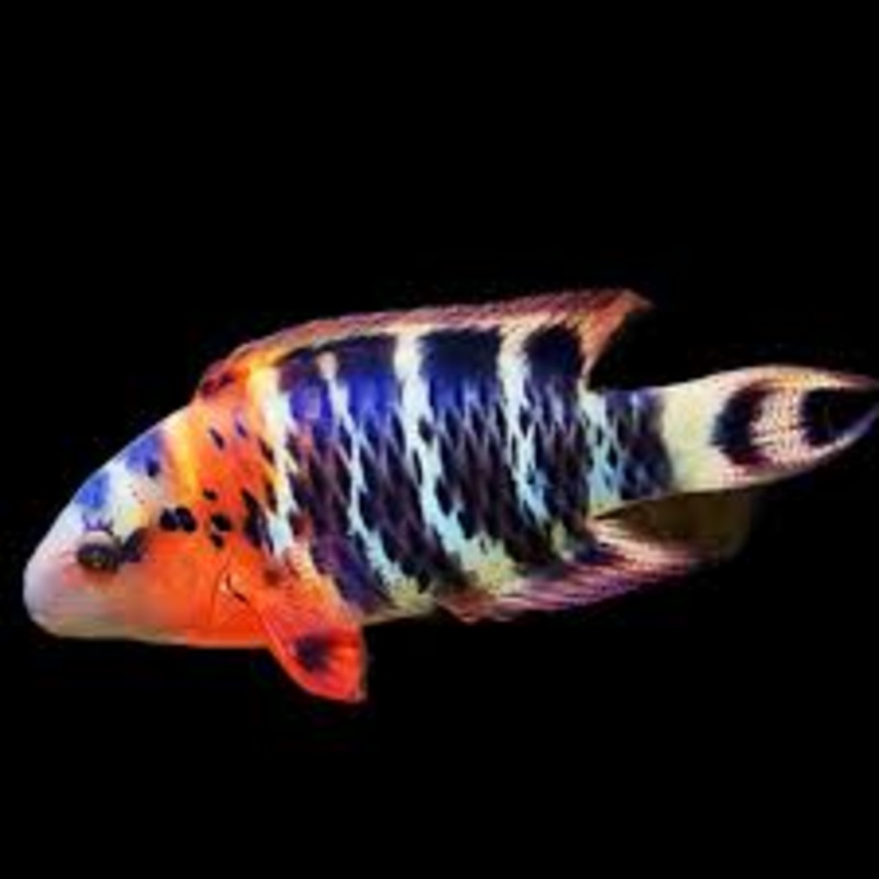 Red Breast Wrasse - Cheilinus fasciatus
