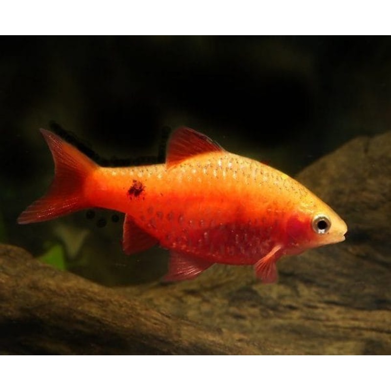 Red Glass barb