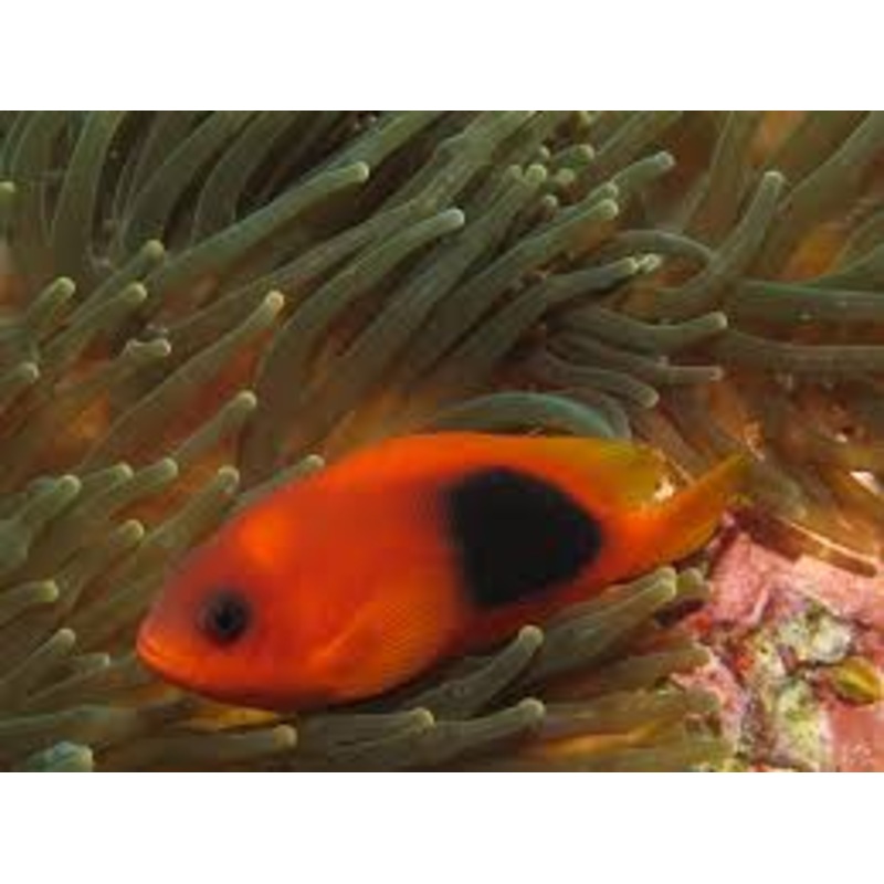 Red saddleback anemonefish - Amphiprion Ephippium