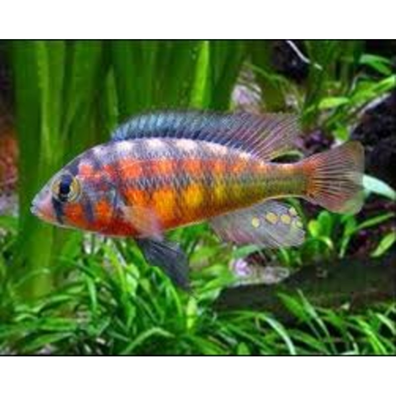 Rock Kribensis - Paralabidochromis sauvagei