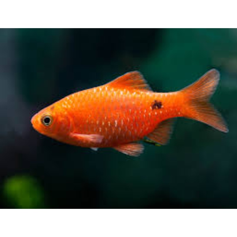 Rosy Barb