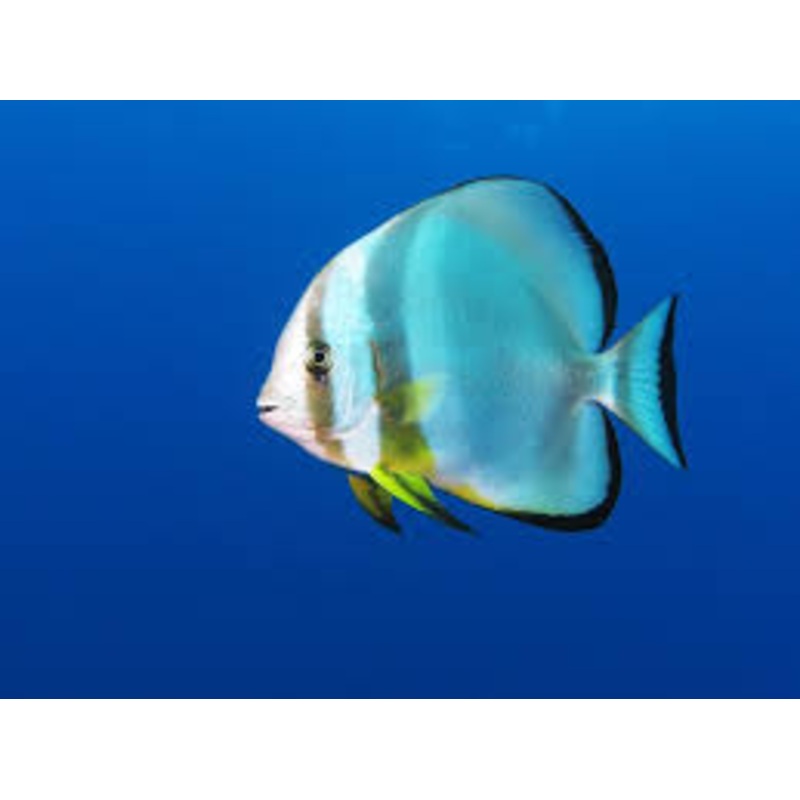 Round Batfish - Platax orbicularis