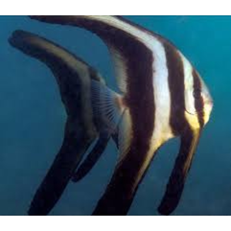 Rounddface Batfish - Platax tiera