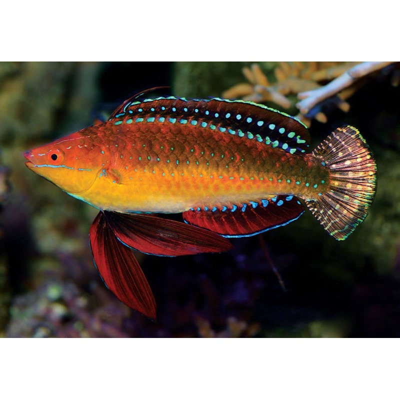 Ruby Longfin Fairy Wrasse - Cirrhilabrus rubeus