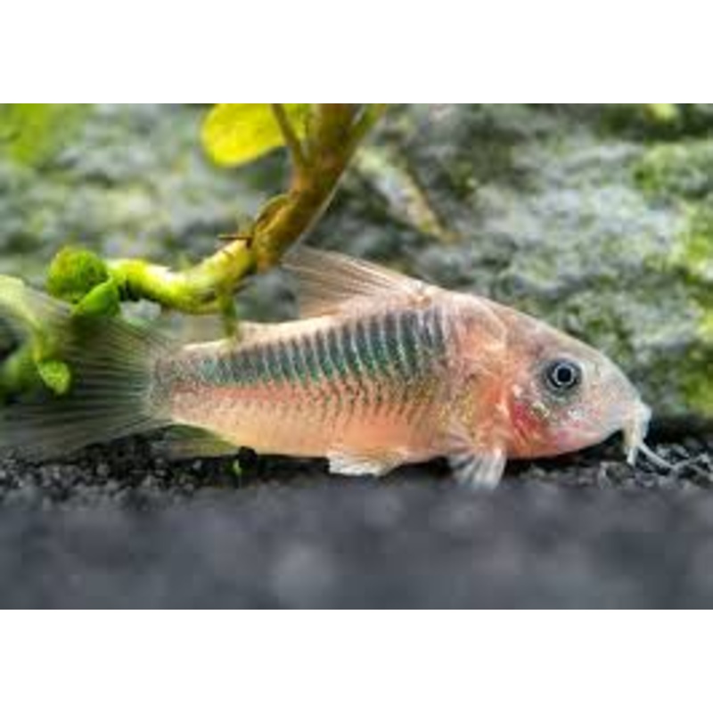 Rusty Corydoras