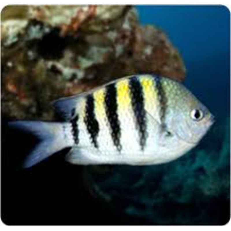 Sargeant Major Damsel - Abudeduf Saxatilis
