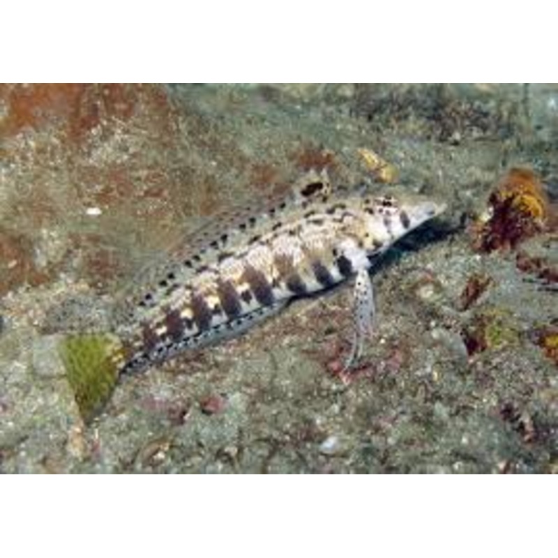 Sharpnose Blenny - Parapercis cylindrica