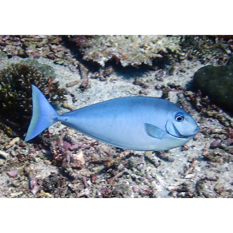 Sleek Unicornfish - NASO Hexacanthus