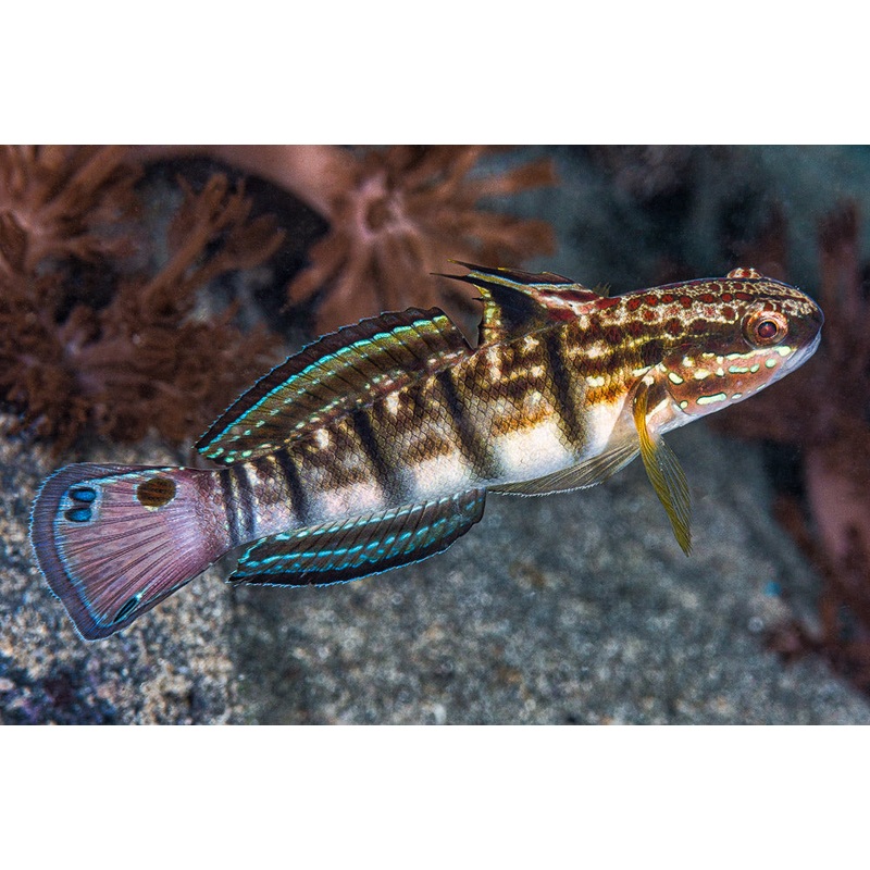 Sleeper Banded Goby - Amblygobius phalaena