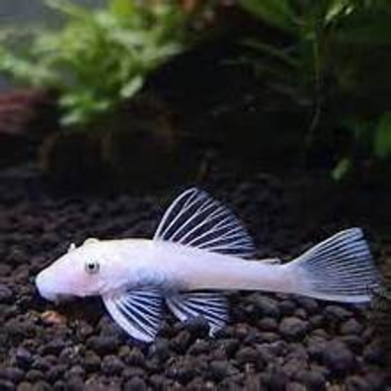 Snow White L-144 Bushynose Pleco 2"