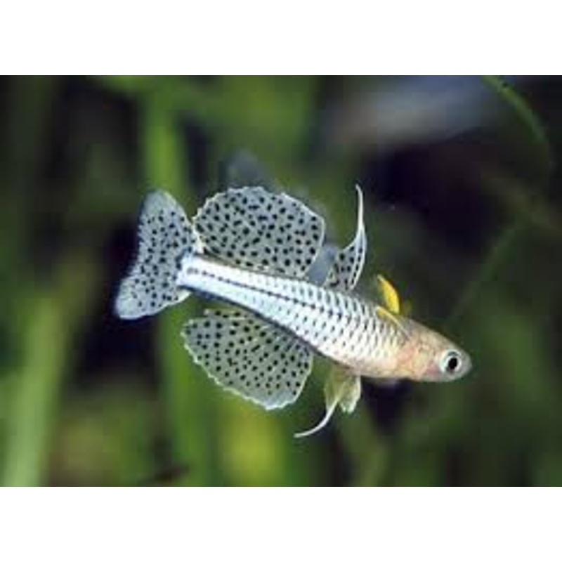 Spotted Blue Eye Rainbowfish (Pseudomugil gertrudae)