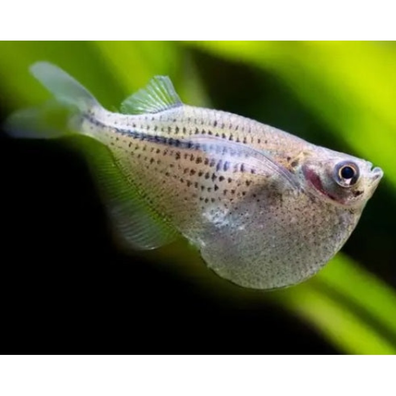 Spotted Hatchet fish