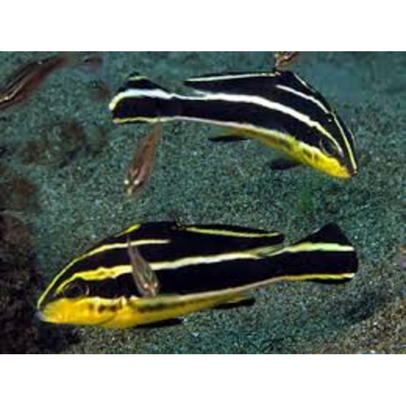 Striped Sweetlips - Plectorhinchus albovittatus