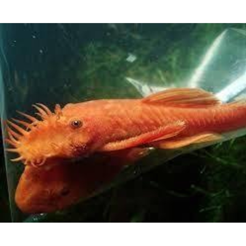 Super Red Bushynose Pleco