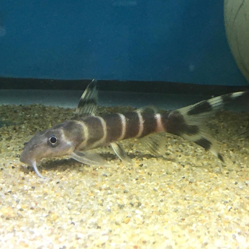 Synodontis Brichardi