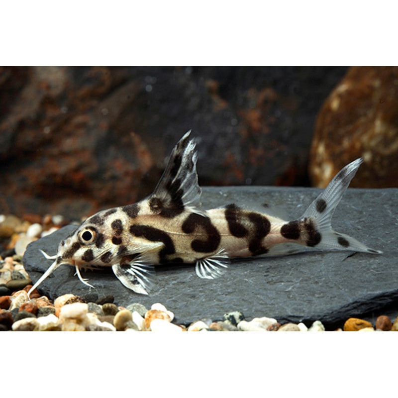 Synodontis -Jaguar