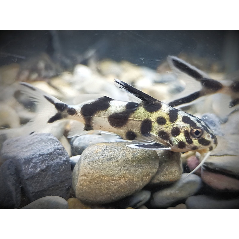 Synodontis - Panda