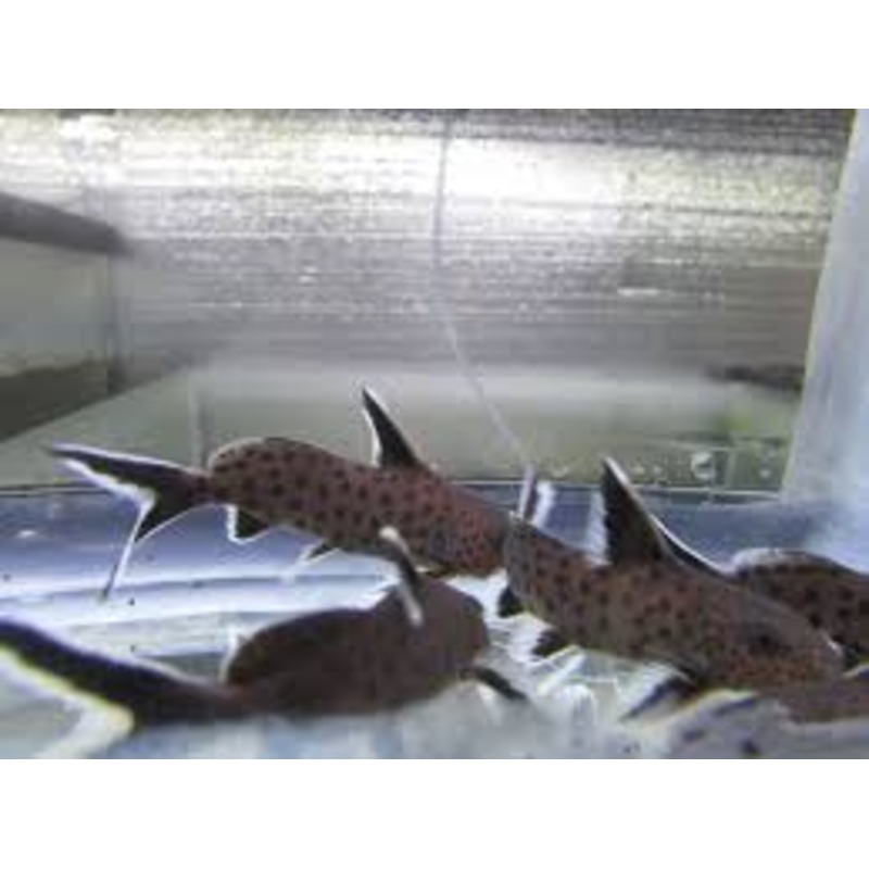 SYNODONTIS PIEDRATUS CATFISH - SYNODONTIS HYBRID