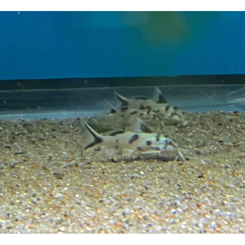 Synodontis Polli