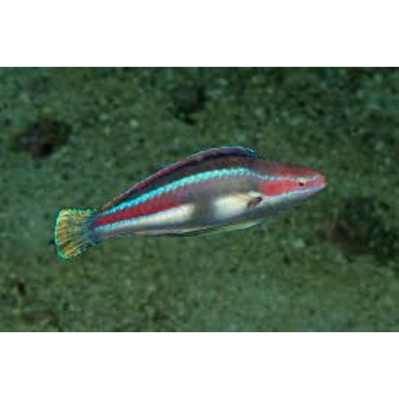 Temmincki Fairy Wrasse - Cirrhilabrus temmincki
