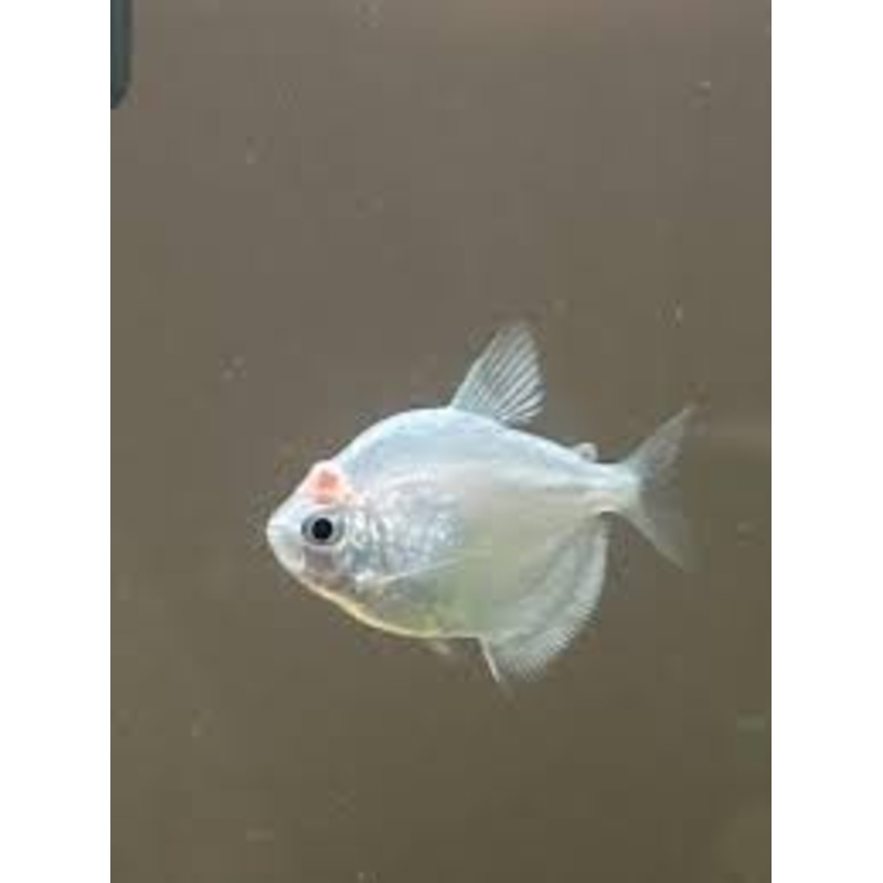 TETRA  WHITE / WHITE SKIRT