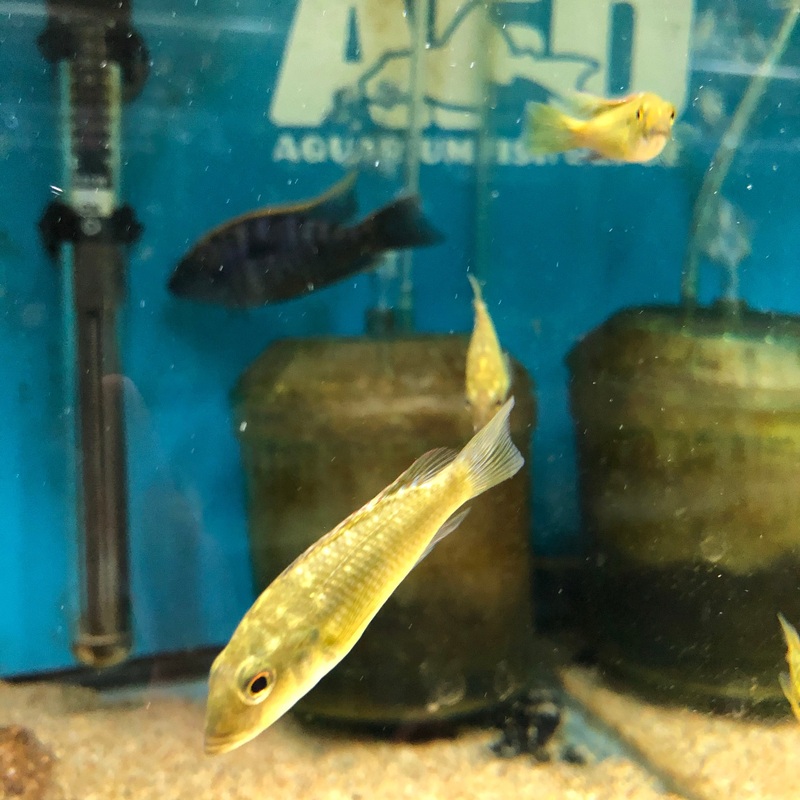 Thoracochromis Callichromus