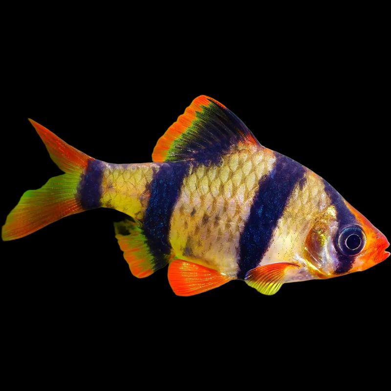 Tiger Barb