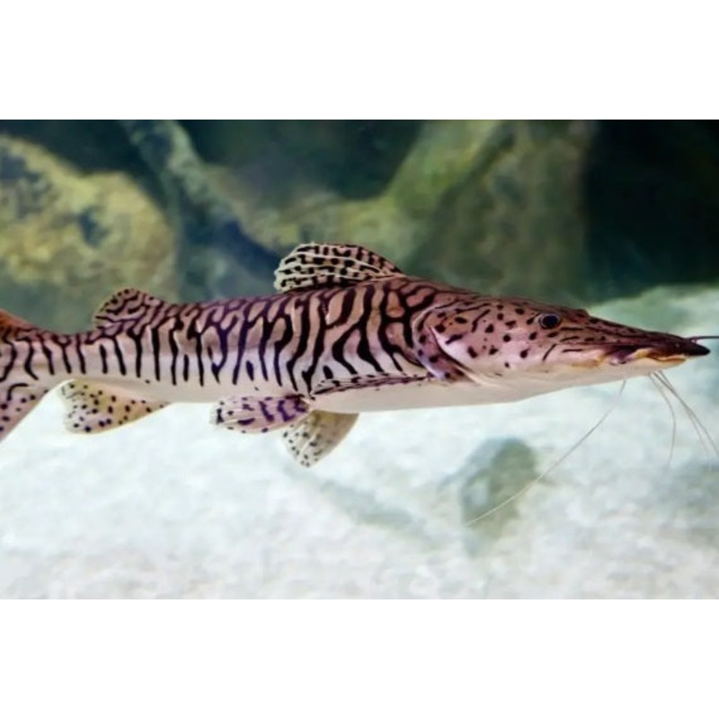 Tiger Cat - Hoplosternum sp.