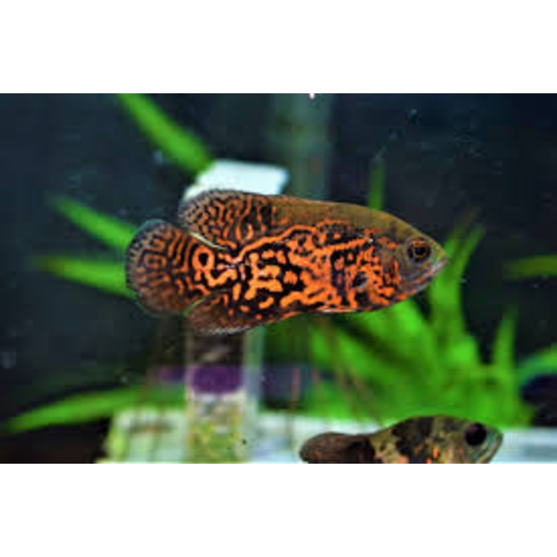 Tiger Oscar