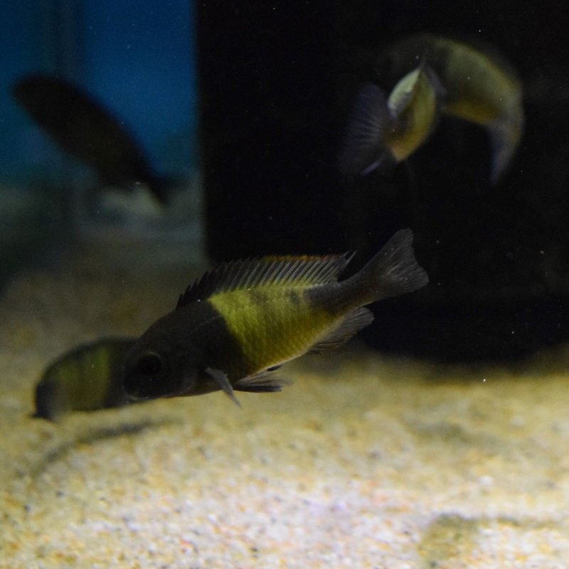 Tropheus Moorii Ikola Kaiser