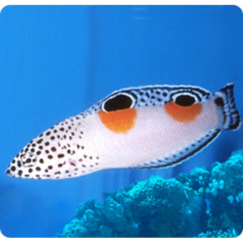 Twin Spot Wrasse - Coris aygula