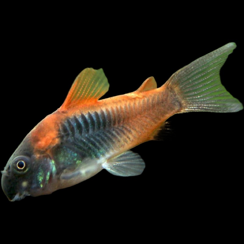 Venezuelan Orange Corydoras Corydoras Aeneus