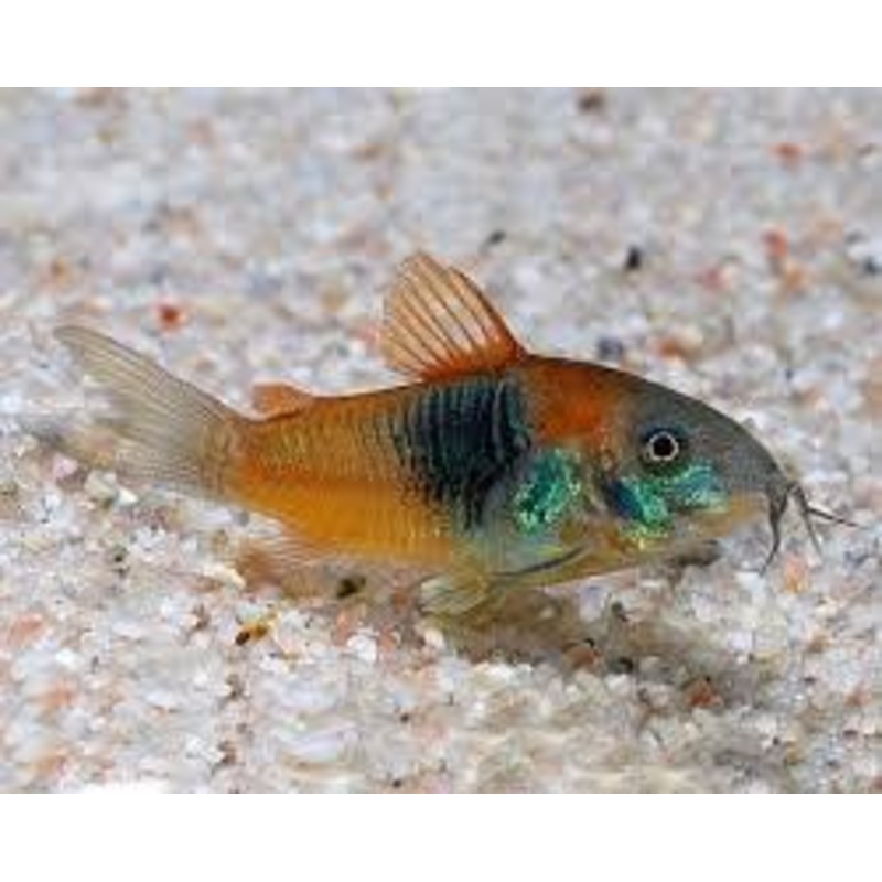 Venezuelan Red Sailfin Corydoras