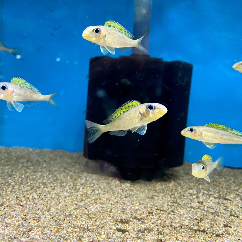 Xenotilapia Flavipinnis Nyanza Lac
