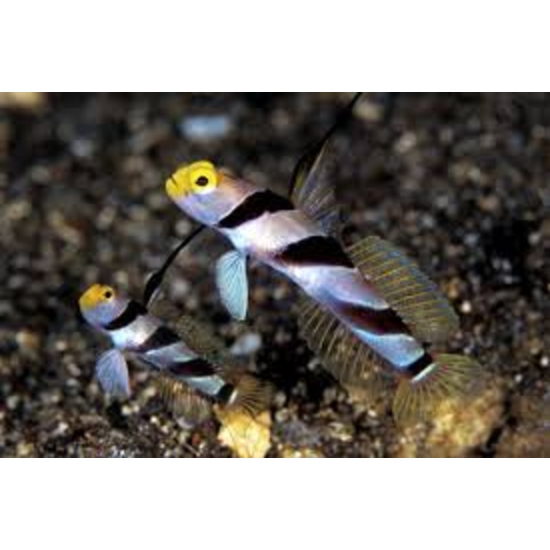 Yellow Nose Prawn Goby - Stonogobioops xanthorhinica