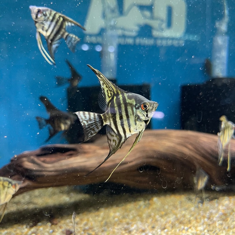 Zebra Lace Angelfish