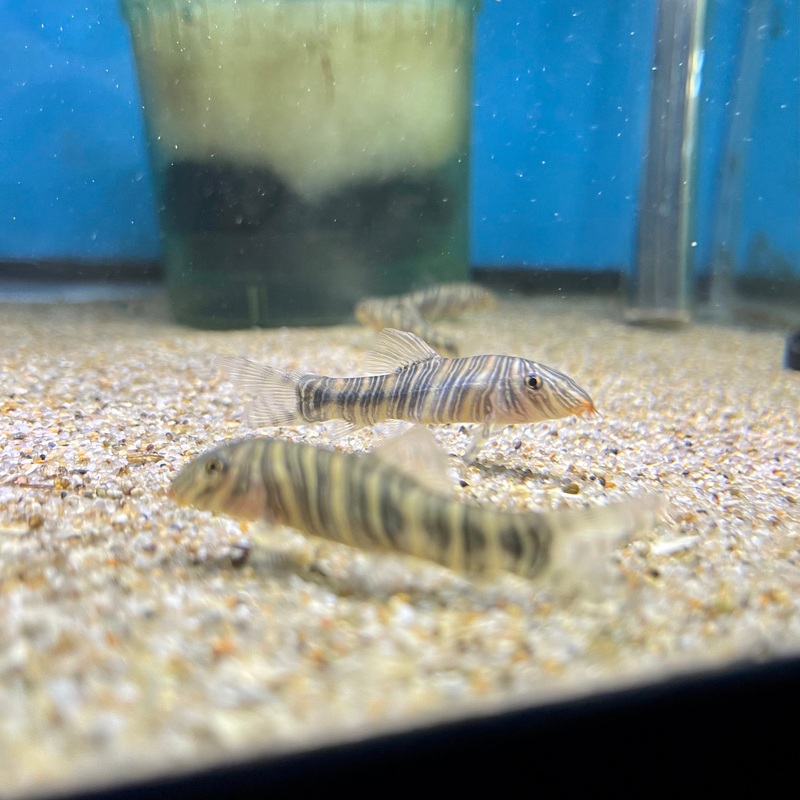 Zebra Loach