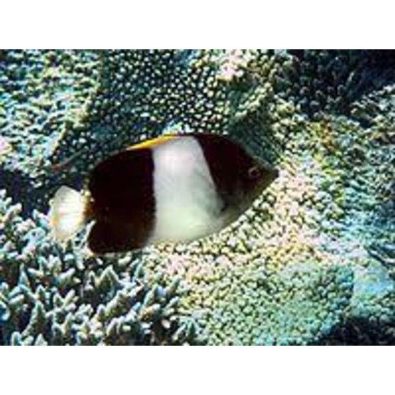 Zoster Butterflyfish - Hemitaurichthys zoster - Sri Lanka